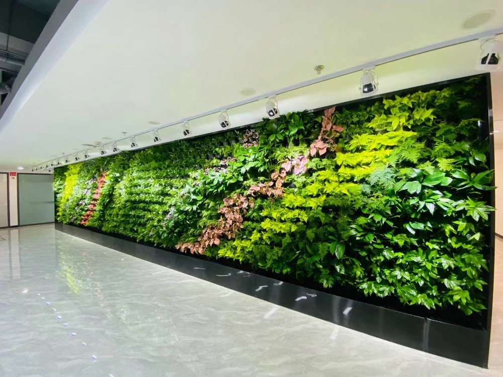 植物墙
