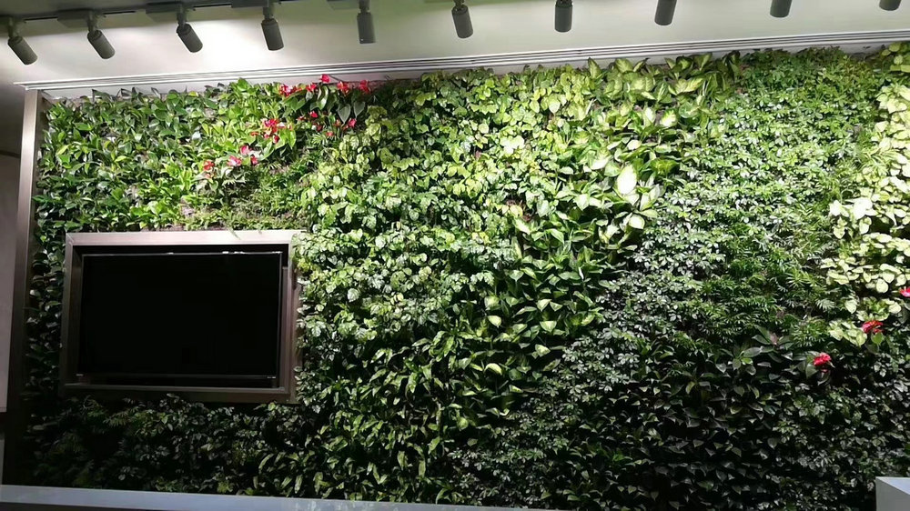 植物墙